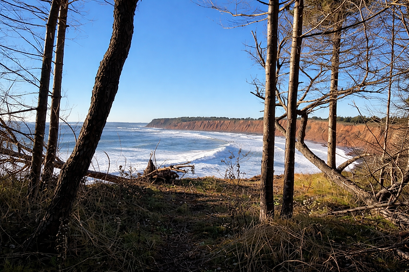 Coastal cliffs through forested frame.png
