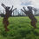 Thumbnail: 2 BIG BOXING HARES RUSTY METAL Rustic Garden Ornaments Statue