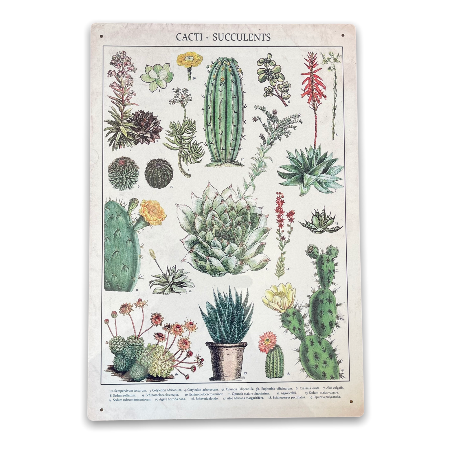 Vintage Sign Cacti & Succulents Identification Picture Shipping furniture UK