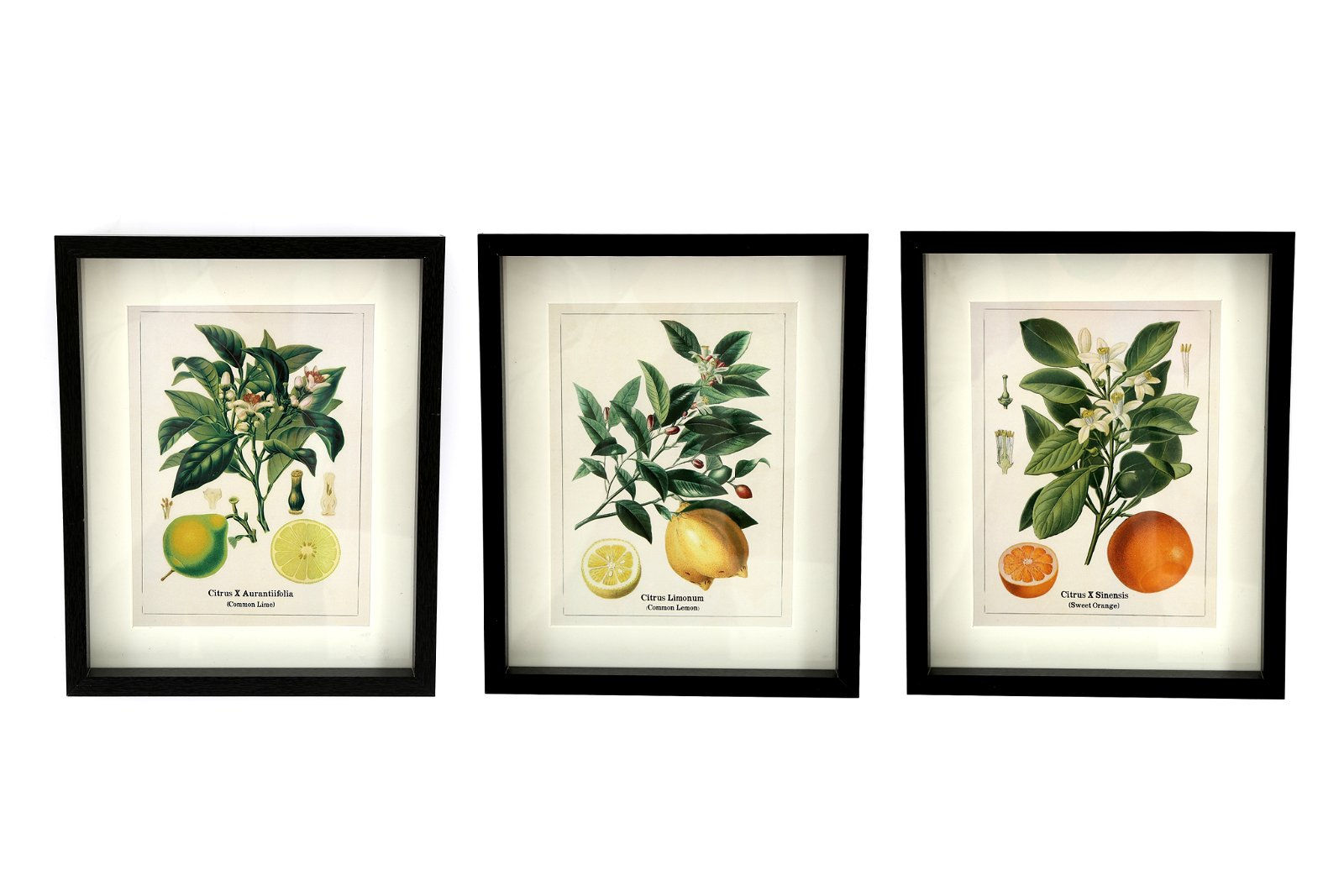 Set of Three Citrus Picture Frames Shipping furniture UK
