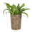 Thumbnail: 'Triple Moon' Bronze Terracotta Plant Pot by Lisa Parker, Mother's Day Garden