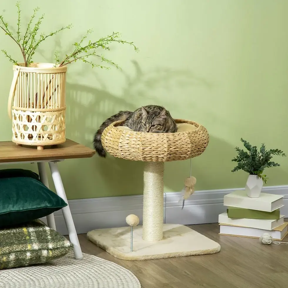 Thumbnail: 51cm Cat Tree Kitty Activity Centre w/ Top Bed, Toy Ball, Sisal Scratching Post
