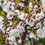 Thumbnail: Prunus Ornamental Flowering Cherry Blossom Shrub