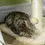 Thumbnail: 51cm Cat Tree Kitty Activity Centre w/ Top Bed, Toy Ball, Sisal Scratching Post