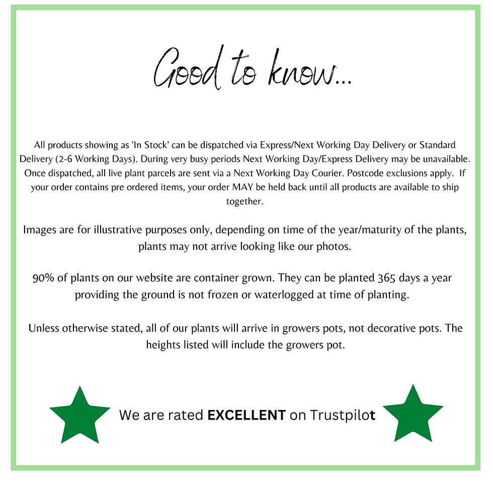 Thumbnail: Standard Eucalyptus gunnii 1m - 1.1m