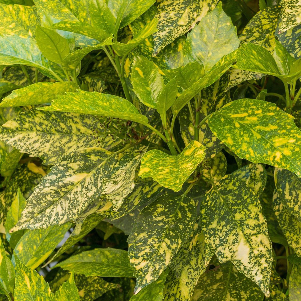 Thumbnail: Aucuba japonica (Spotted Laurel) 1.5L