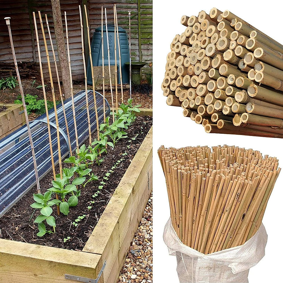 Thumbnail: 10 x 6FT (180cm) Bamboo Canes