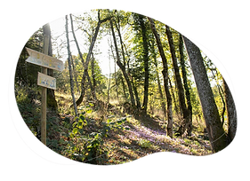 Bain de forêt