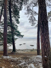 Skogsbad før løvspretten