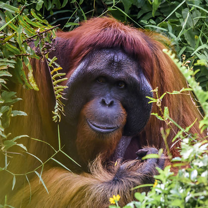 Majestic male Orangutan, Borneo._edited.jpg