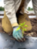 Volunteer Day at Three Leaf Farm