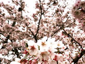 満開の桜／水神公園・牧之原公園／島田市金谷エリア