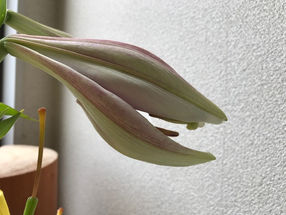 梅雨の間は、窓拭き月間