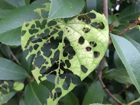 右半分は美味しくなかったのか、それとも。