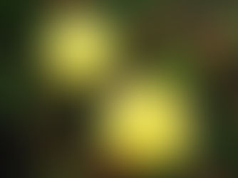 黄色い花。何の花？