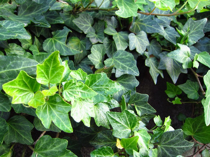 すごい生命力つながり つる性植物 ヘデラ