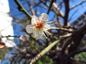 植物観察日記　2020年２月　梅の花