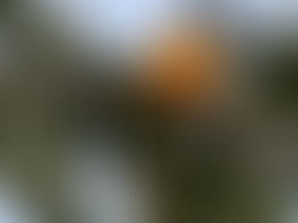 植物観察日記　2020年10月1日　柿