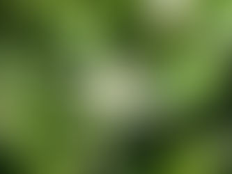 ゴールデンウィーク休業のお知らせ　4/29～5/5