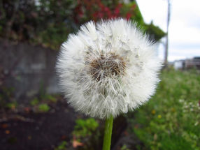 たんぽぽの綿帽子を見て→　「密度、濃くない？」