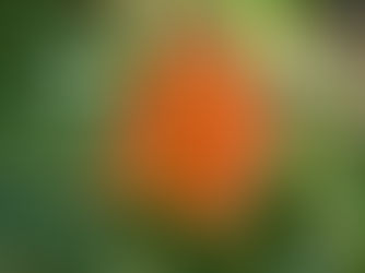 医者要らずの花