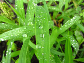 じゃがいも栽培計画