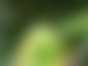 カリンとカエル