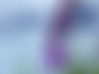 植物観察日記　2020年4月9日　紫蘭(シラン)