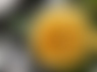 動植物観察日記　2021年5月6日　立夏