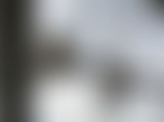 植物観察日記　2020年3月初旬　桜開花