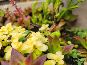 10月のカエルと紫陽花