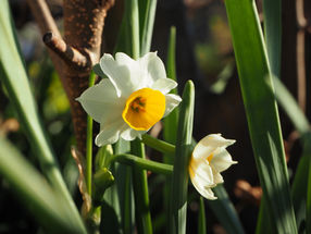 金盞香（きんせんかさく）