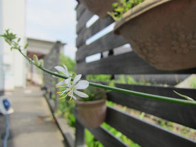 オリヅルランの仲間