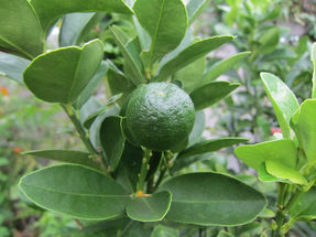 アクトホーム花壇の金柑　成長日記-3