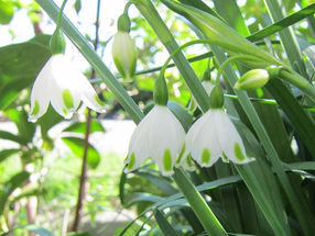 植物観察日記　2020年4月2日　スノーフレーク (鈴蘭水仙)