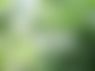 植物観察日記　2020年4月2日　スノーフレーク (鈴蘭水仙)