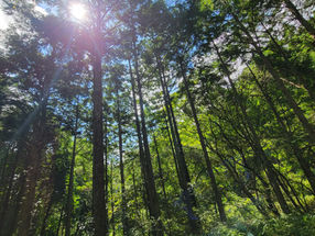 木造住宅の「構造見学会」で見るべき重要なポイントとは？　■森の木に包まれる“癒しの空間”