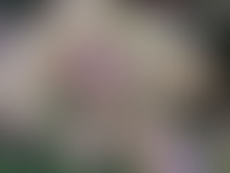 植物観察日記　2020年4月16日　レッドロビン