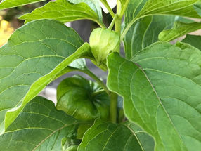 植物観察日記-鬼灯(ホオズキ) 　2021年7月8日