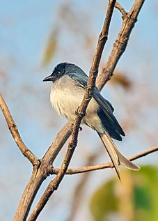 White beliied drongo_67A3565Final.jpg