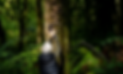 Brandi Website - Mushroom Photos.png