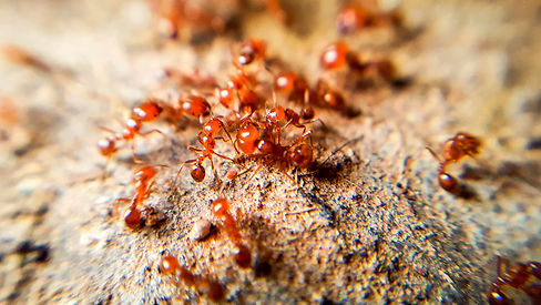 Red imported fire ant,Action of fire ant.jpg