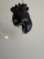 Angler Fish from the depths 
