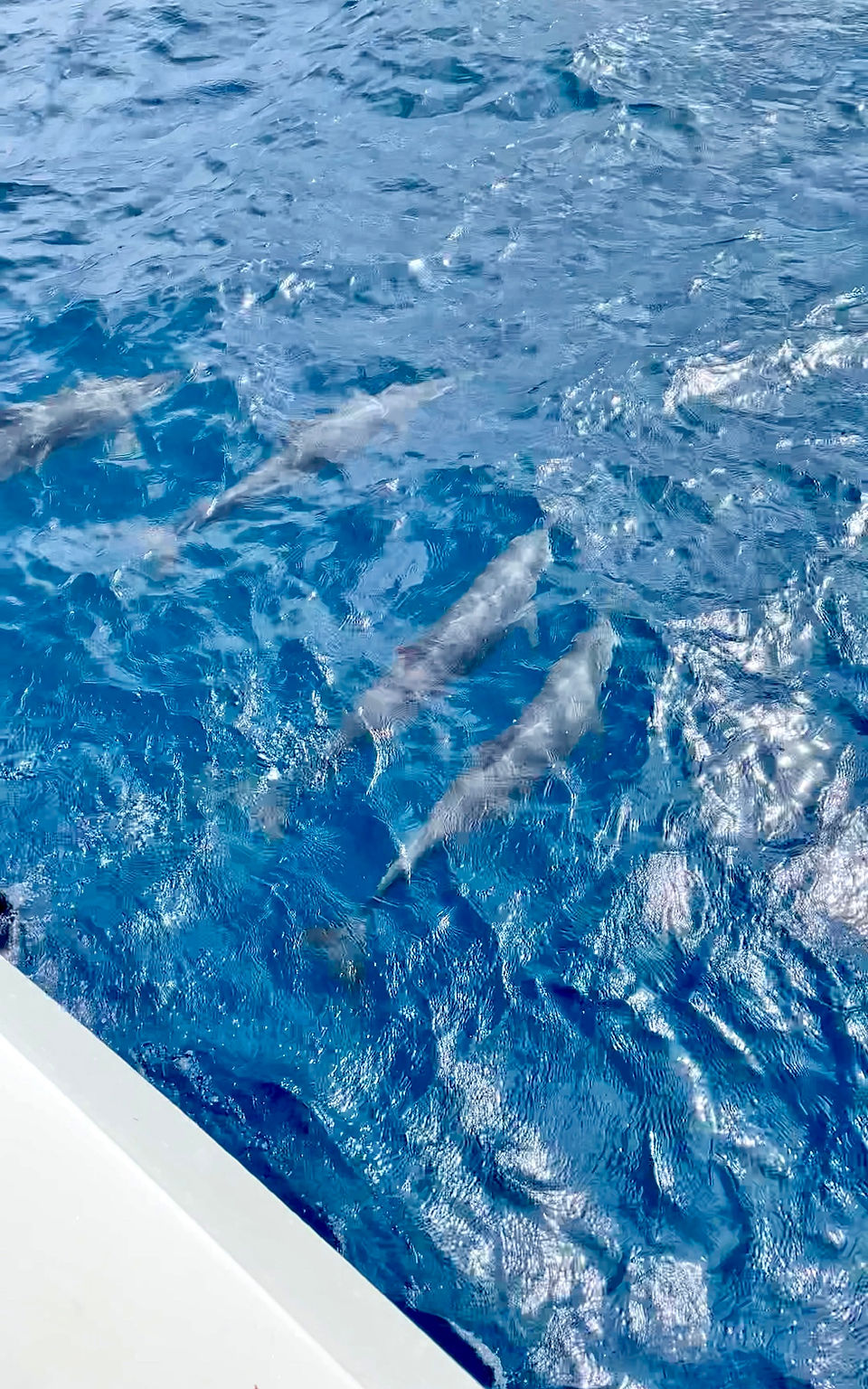 Où voir des dauphins en Martinique ?
