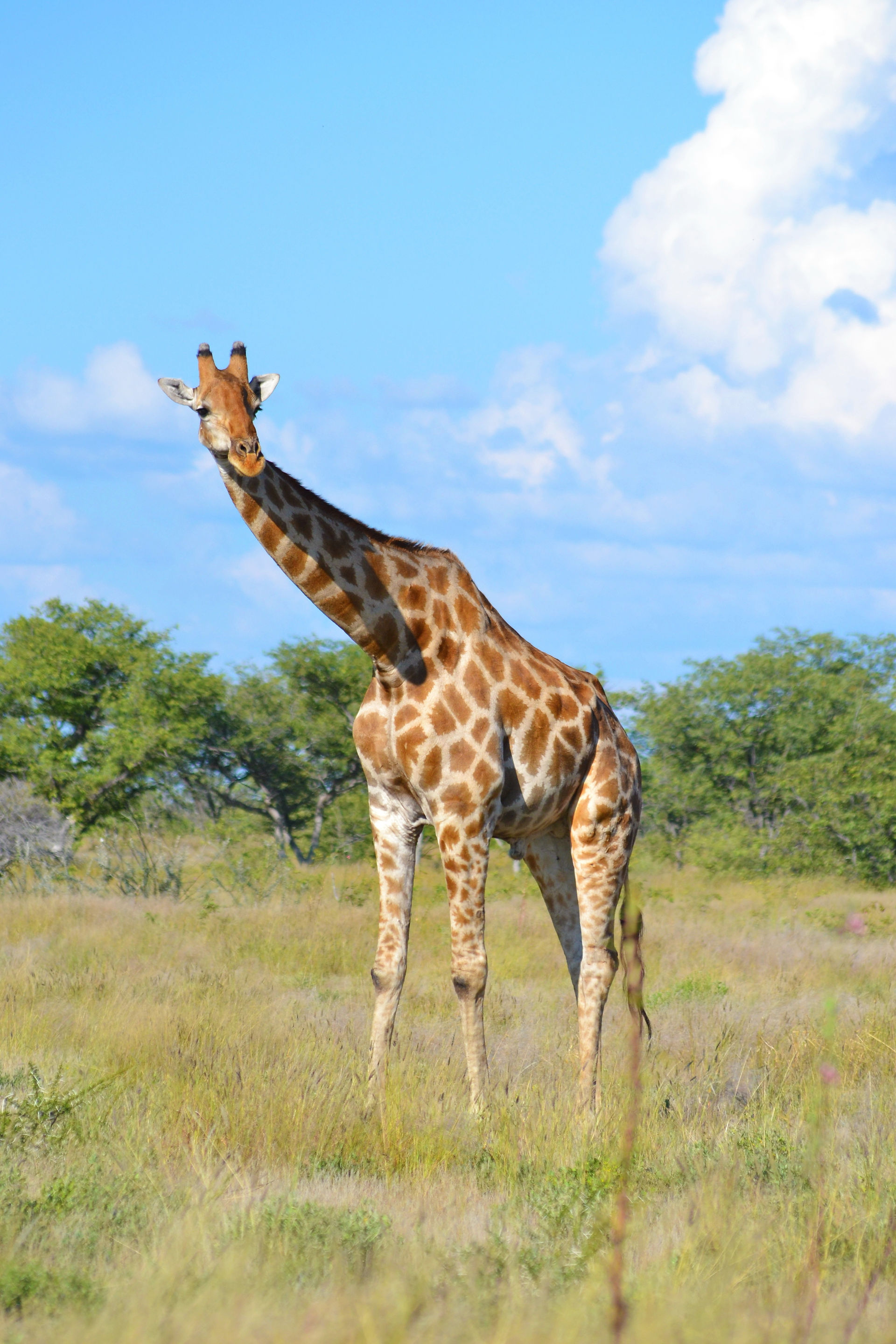 Safari à Etosha