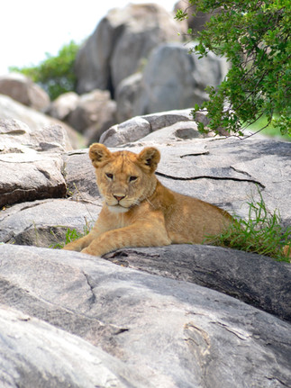 Quel est le meilleur parc pour un safari en Tanzanie ?