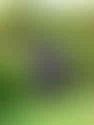 Quel est le meilleur parc pour un safari en Tanzanie ?