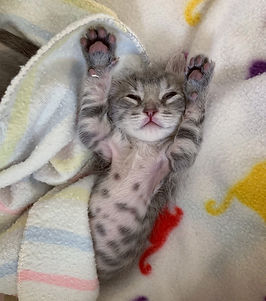 grey kitten