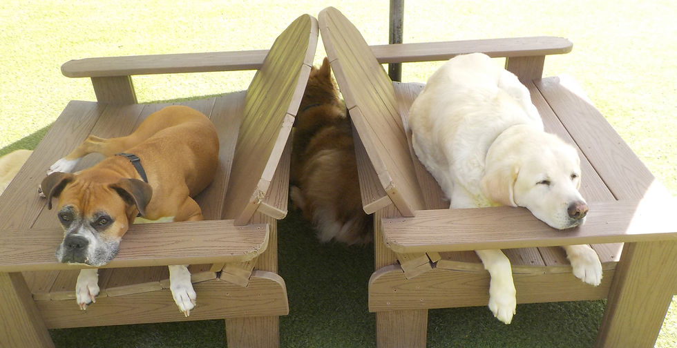 The Dog Ranch Bed & Biscuit