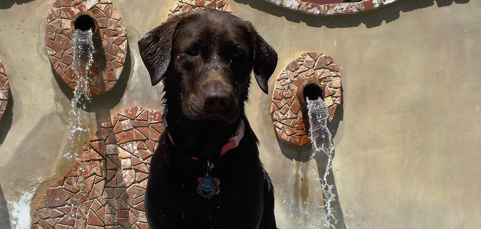 The Dog Ranch Bed & Biscuit